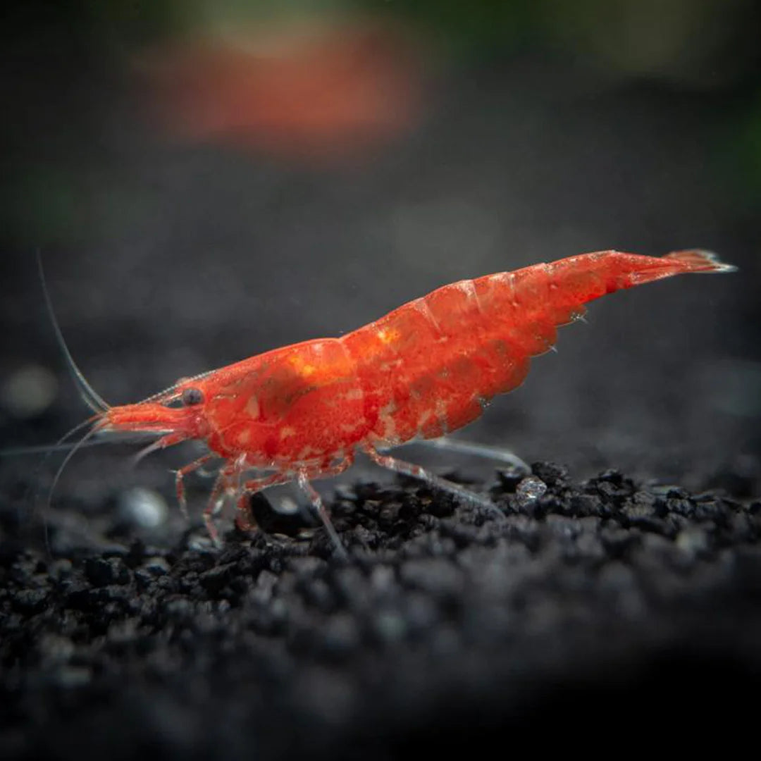 RED CHERRY BEE SHRIMP