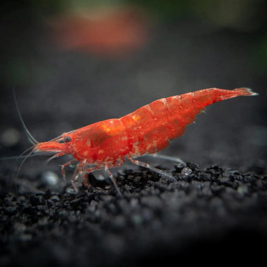 RED CHERRY BEE SHRIMP