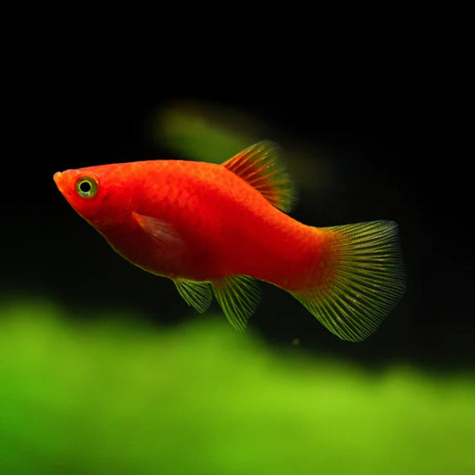 RED CORAL PLATY