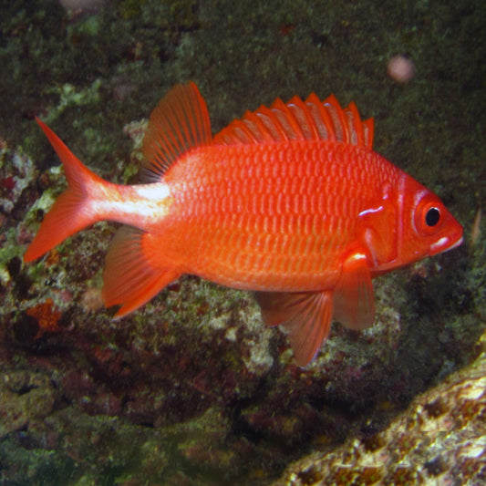 RED COURT SQUIRRELFISH