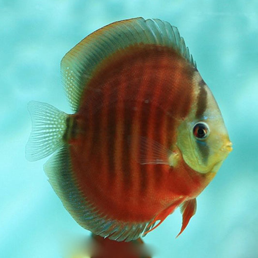 RED COVER DISCUS