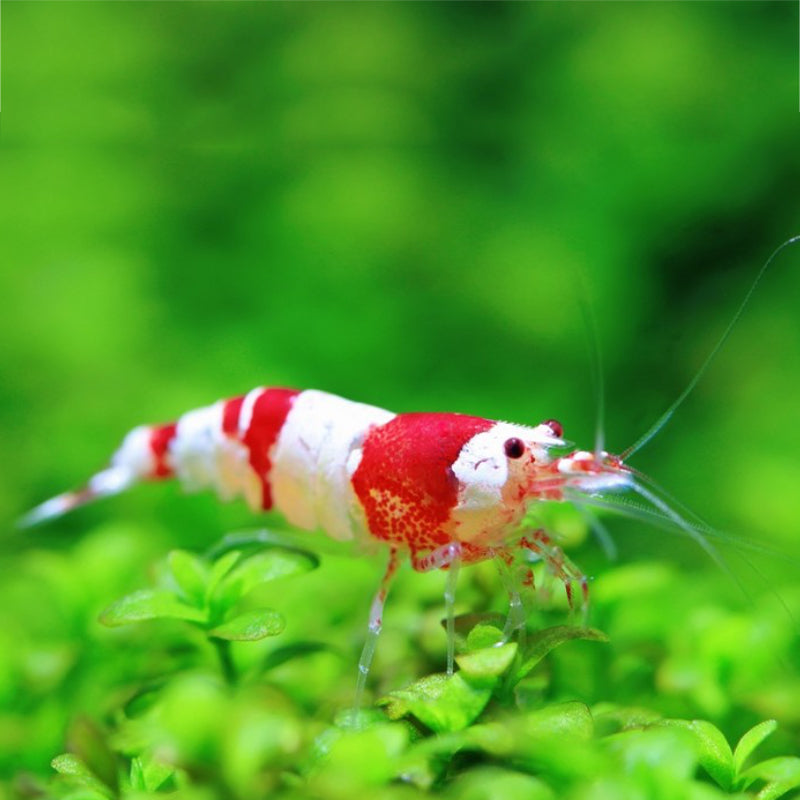 RED CRYSTAL BEE SHRIMP