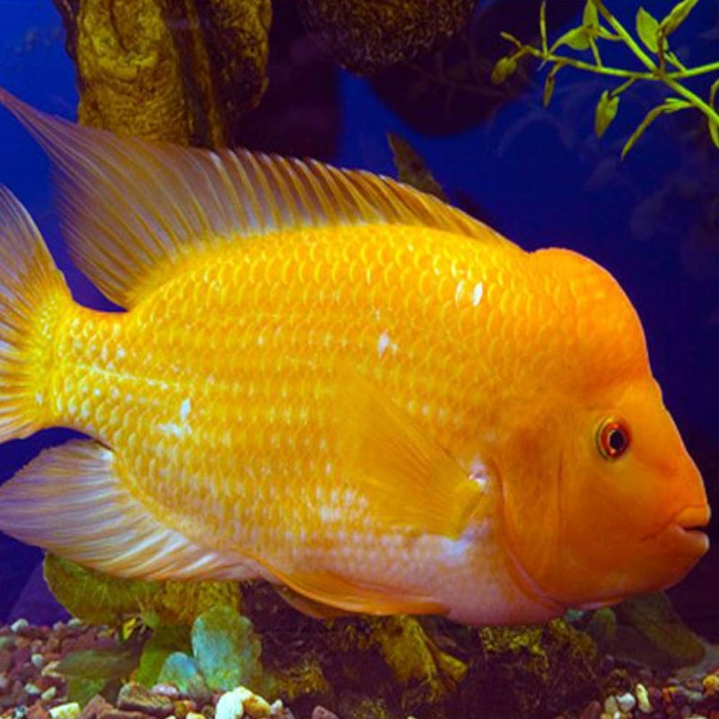 RED DEVIL CICHLID