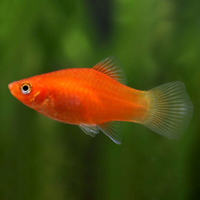RED DOUBLE TAIL PLATY
