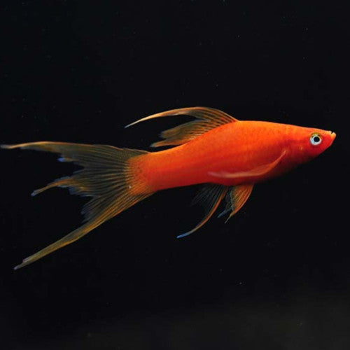 RED DOUBLE TAIL SWORDTAIL