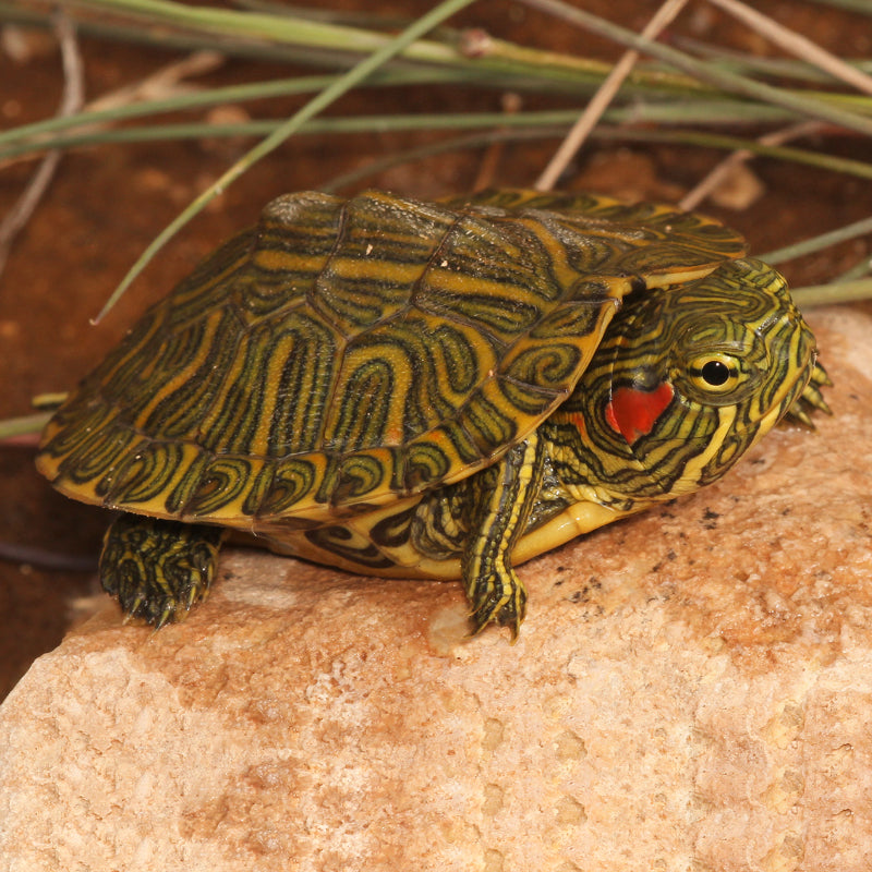 RED EAR TURTLE ALBINO