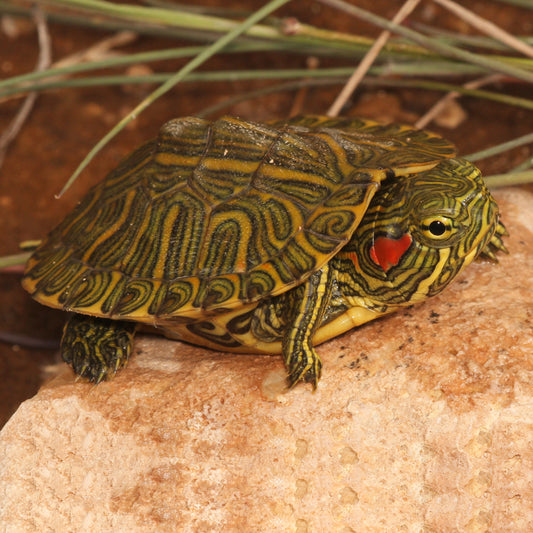 RED EAR TURTLE ALBINO