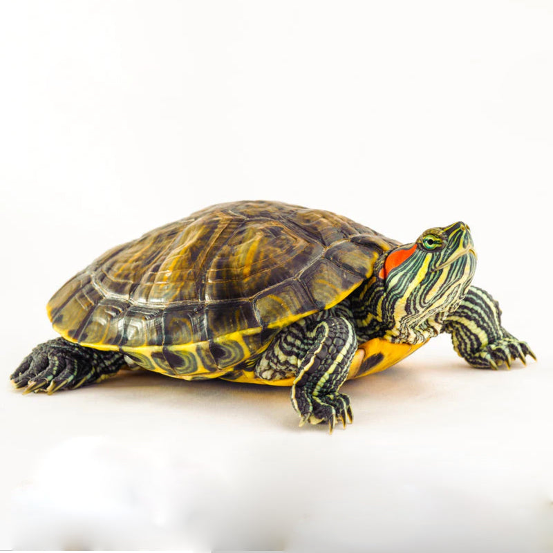 RED EAR TURTLE