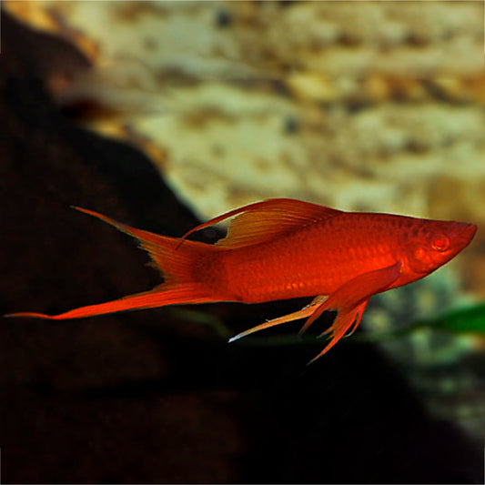 RED EYE SINTERKLAS LYRETAIL PLATY