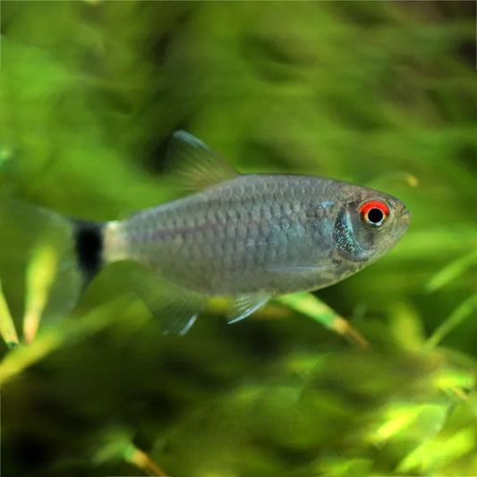 RED EYE TETRA