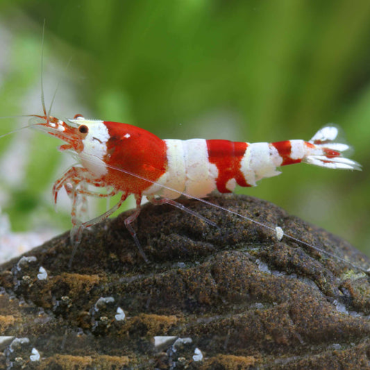 RED FIRE BEE SHRIMP
