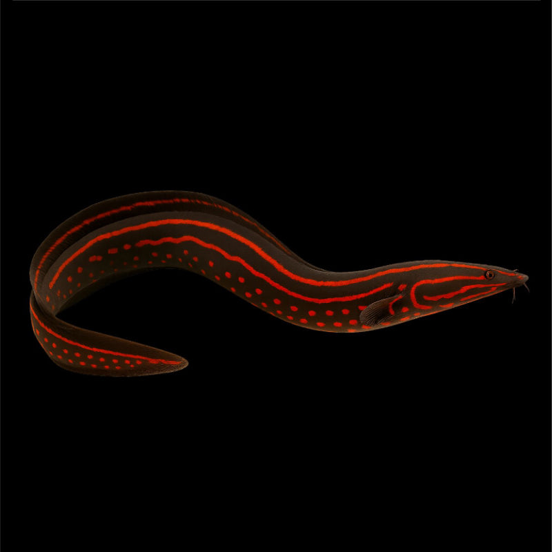 RED FIRE EEL
