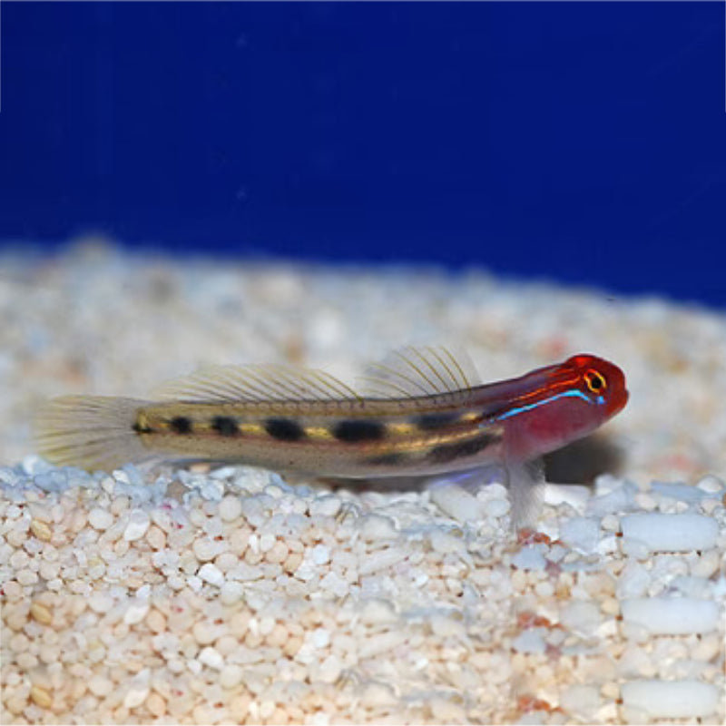 RED GOBY