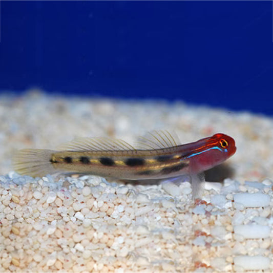RED GOBY