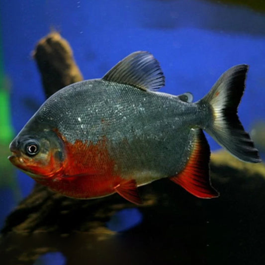 RED PACU