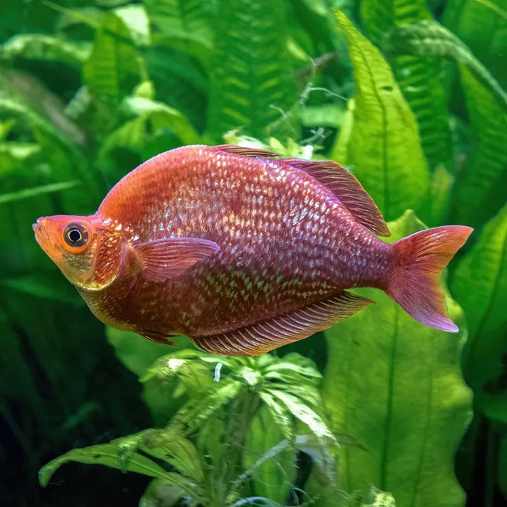 RED RAINBOW – Tropical Fish International