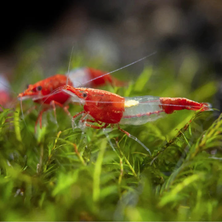 RED RILLI SHRIMP