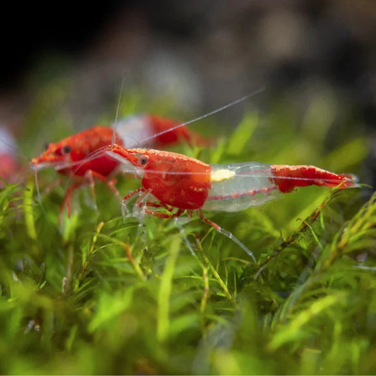RED RILLI SHRIMP