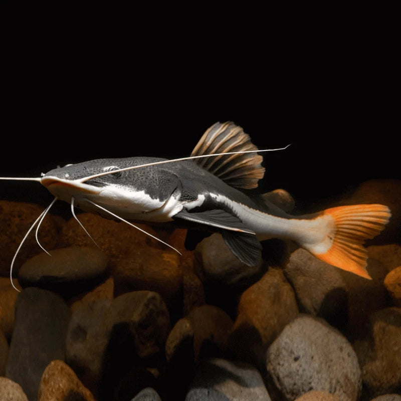 REDTAIL CATFISH