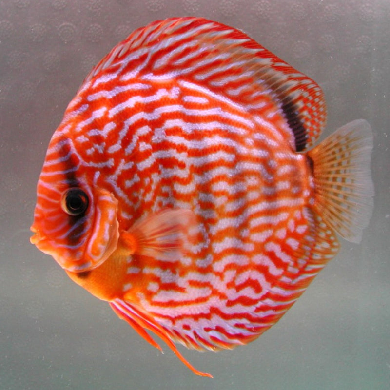 RED TURQUOISE DISCUS