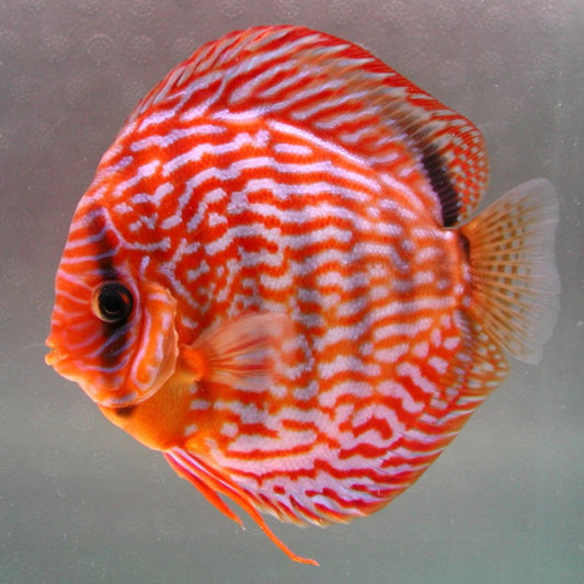 RED TURQUOISE DISCUS