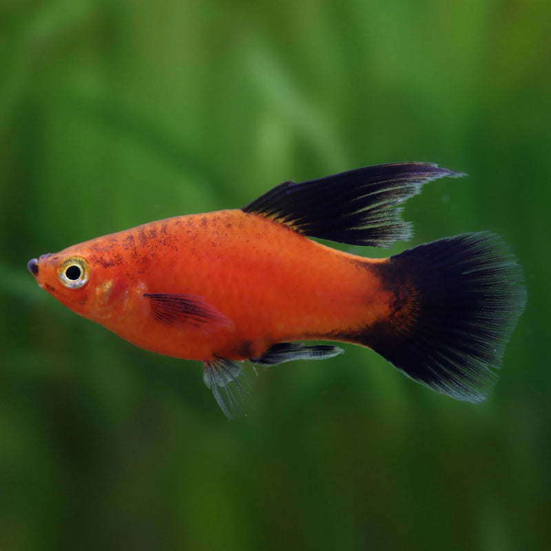 RED WAGTAIL HI FIN PLATY