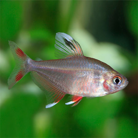 ROSY TETRA