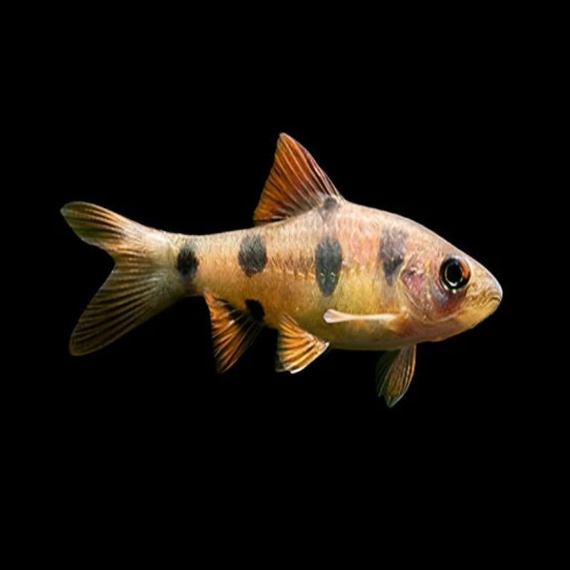 ROUND BANDED CLOWN BARB