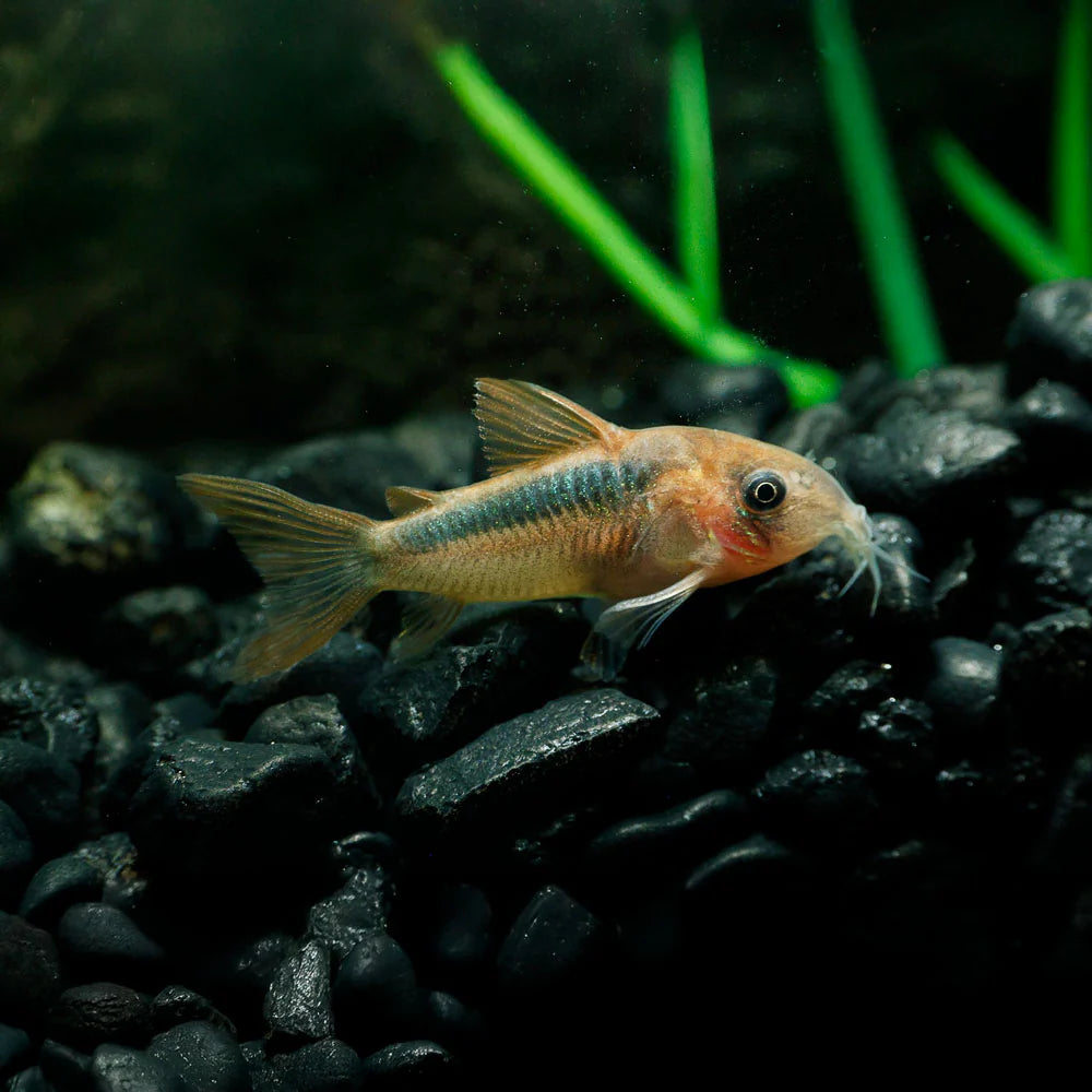 RUSTY CORY CATFISH
