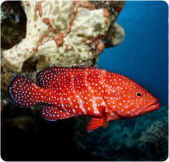 MINIATUS GROUPER