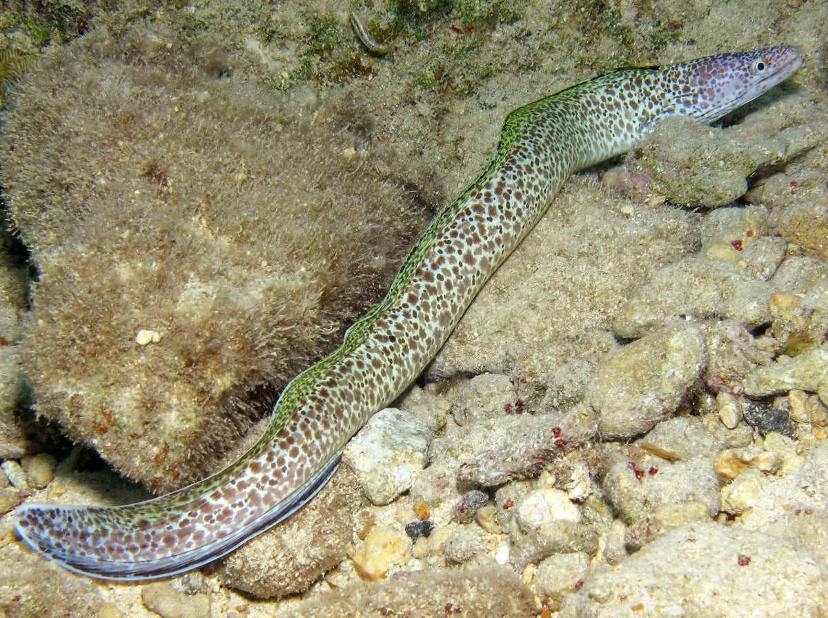 SPOTTED MORRAY EEL