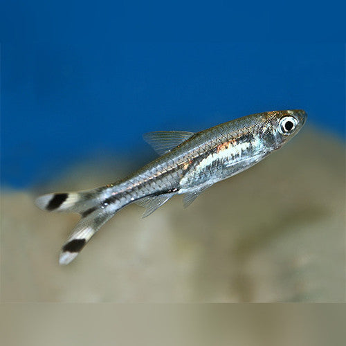 BLACK SCISSOR TAIL RASBORA