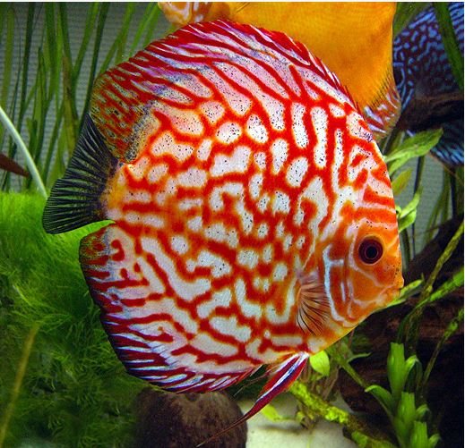 PIGEON BLOOD DISCUS