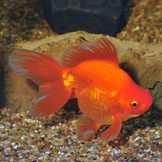 RYUKIN RED