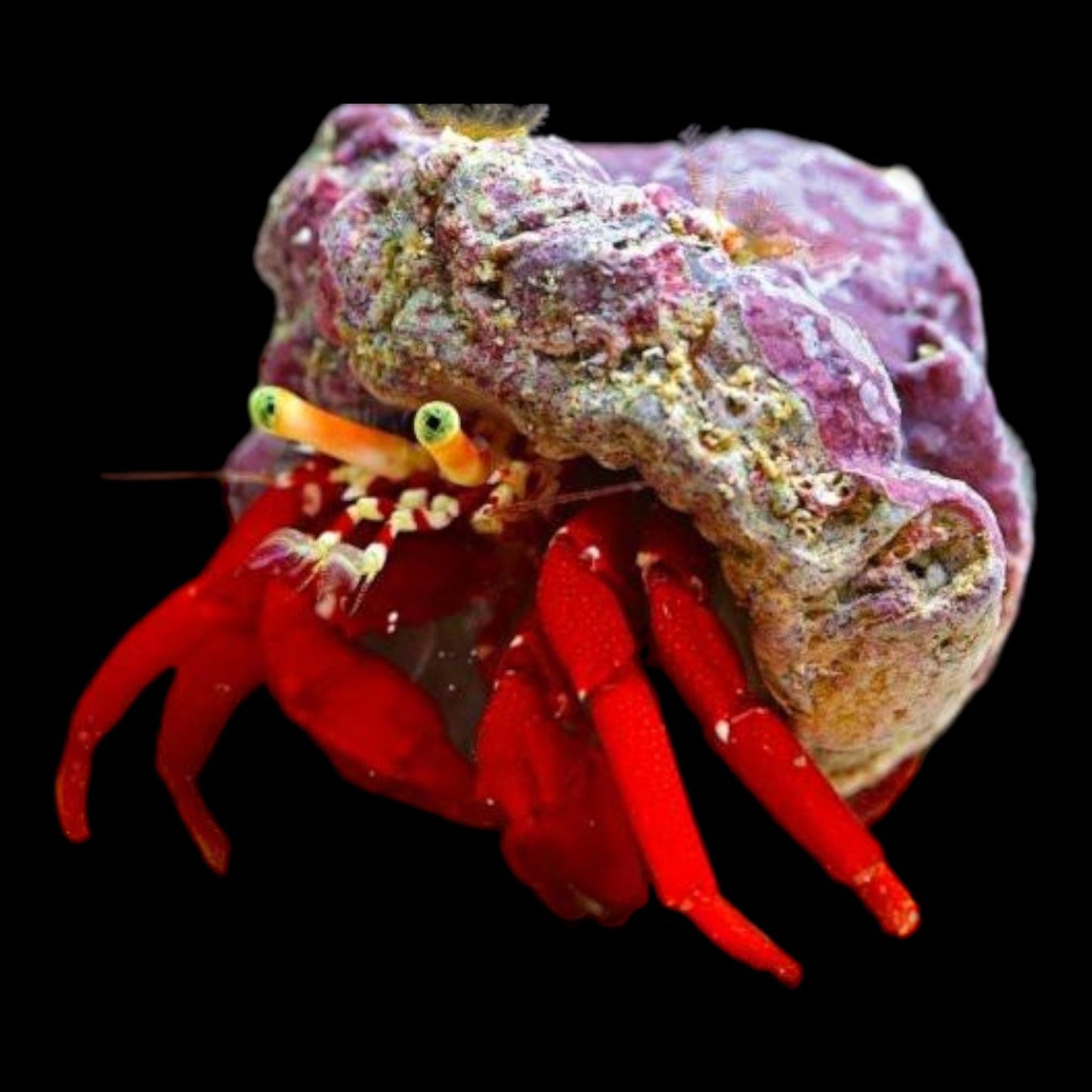 RED LEG HERMIT CRAB