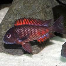 RED MOLIRO TROPHEUS CICHLID