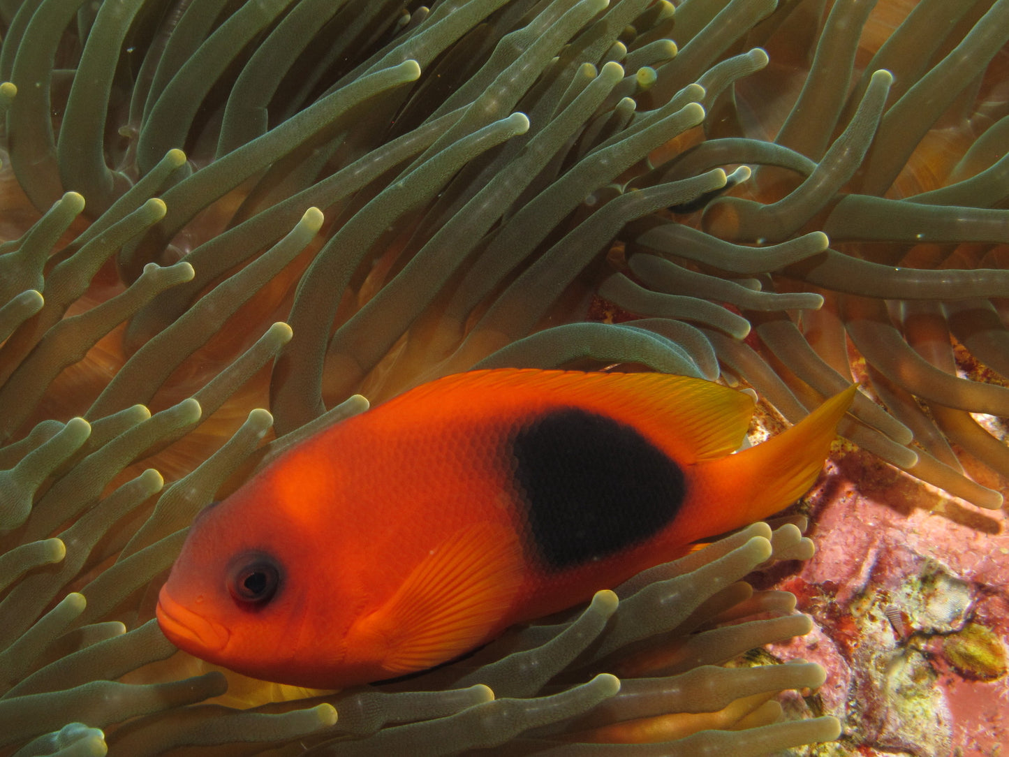 RED SADDLEBACK CLOWNFISH