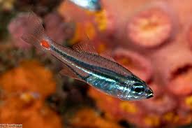 REDSPOT CARDINAL FISH