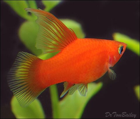 RED BLOOD HI FIN PLATY