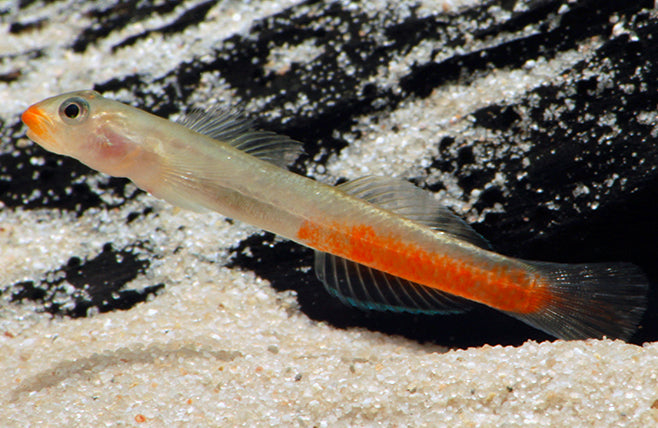 RED LIPSTICK GOBY