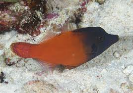 REDTAIL FILEFISH