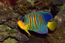 REGAL ANGELFISH - Red Sea