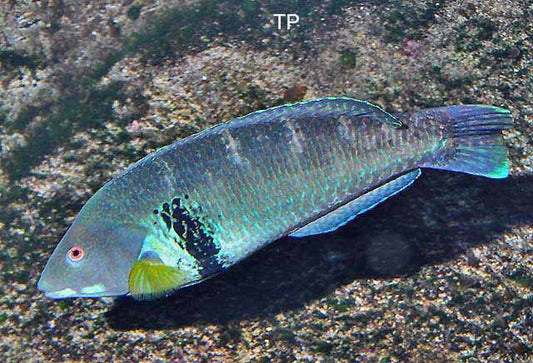 ROCK WRASSE