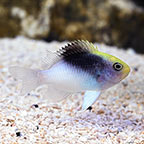 ROLLAND DAMSELFISH