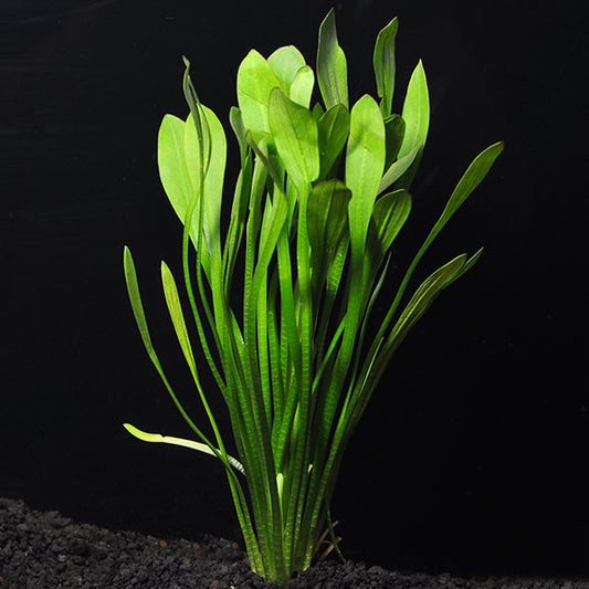 SAGITTARIA SUBULATA
