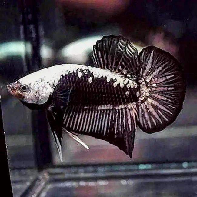 SAMURAI BETTA