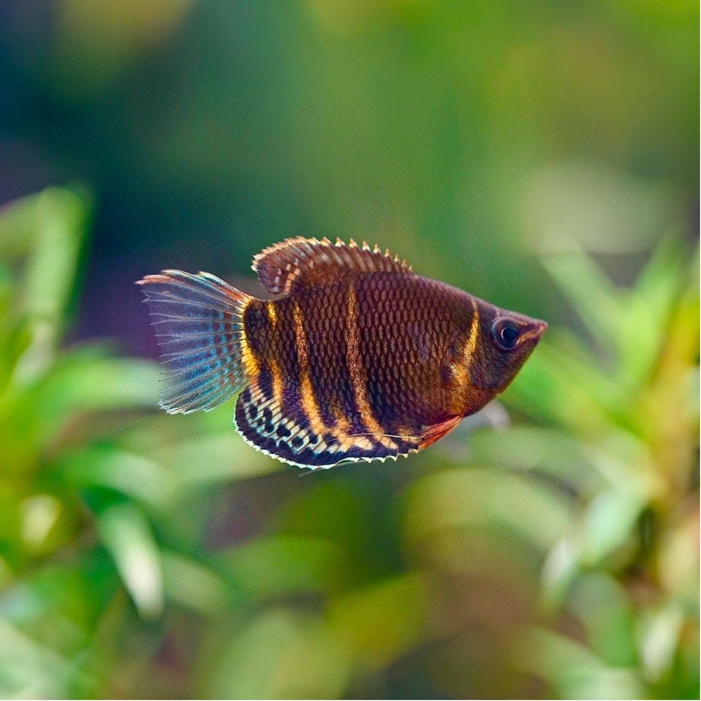 SAMURAI CHOCOLATE GOURAMI