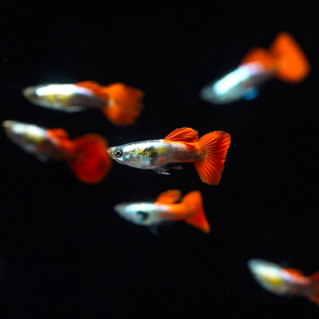 SANTA CLAUSE GUPPY PAIR