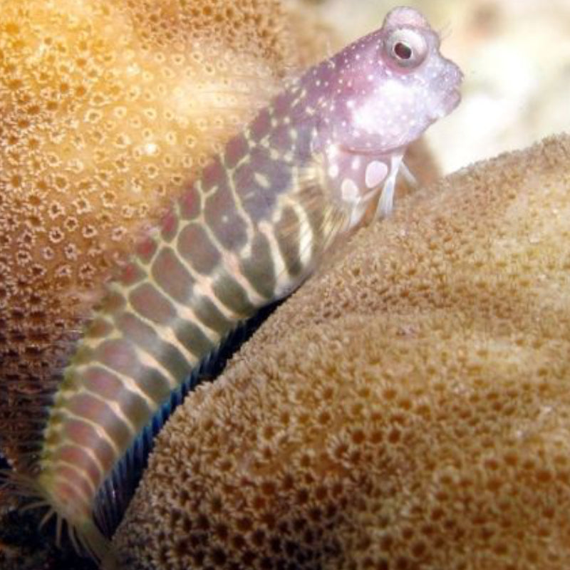 SEGMENTED BLENNY