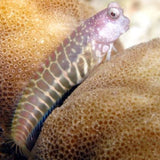 SEGMENTED BLENNY